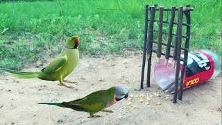 shorts Channel " Creative Easy Bird Trap using Coca-Cola cans - survival