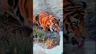 Tiger Drinking Water #animaltheater #tiger #wildlife #4kafricatiger