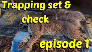 coyote and bobcat trapping