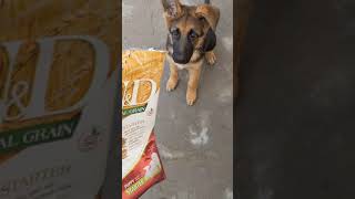 Puppy loves Farmina N&D #puppy #farmina #dog #dogfood #playing