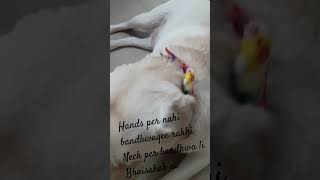 buzo ka rakshabandhan #buzothelabrador #labrador #shorts