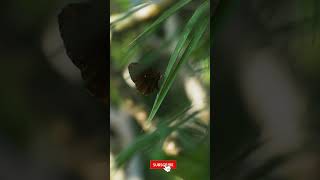 Handheld Long Shot of Butterfly On Leaf