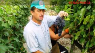 Azienda  Agricola  CA ED CUREN