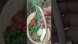 Last Harvest Tomato || Panen Terong Putih dan Tomat Mawar Terakhir