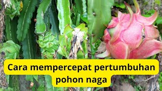 tehnik percepat pertumbuhan pohon naga dari awal tanam