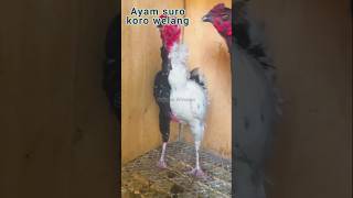 AYAM SURO KORO WELANG #ayamkaturanggan #ayambangkokklasik #ayamaseel