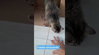 Brincando com minha Gata