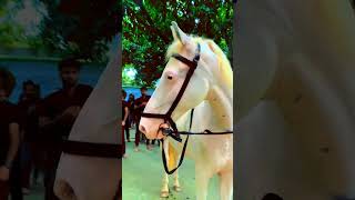 Naugawan Sadat| Zuljanah #horse #horselover