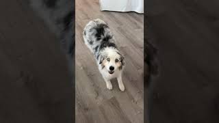 happy dance #shorts #cutedog #dog #funnyanimals #funnydog