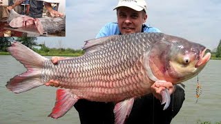 Amazing Sea Fish Cutting | Efficiency Of Cutting Fish In The Machine | Fish Cutting Video|All In One