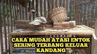 MENGATASI ENTOK TERBANG (kabur dari kandang)