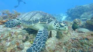 Cozumel diving