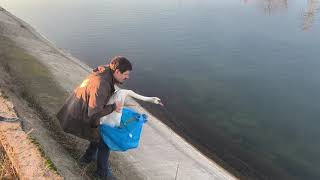 Release of a rescued and rehabbed swan (2)