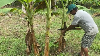 LO QUE NO DEBES HACER EN TU CULTIVO DE PLÁTANO.