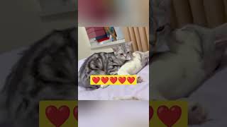 cinta ❤#cat #kucinglucu #anabul #catlover #catvideos