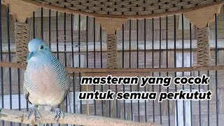 Masteran Yang Cocok Untuk Semua Jenis Perkutut