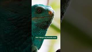 When it's you, and your music, conquering the world one melody at a time! #vantara #iguana #music