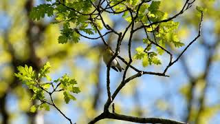 Wood Warbler singing DSCF5828