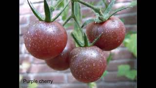 ANONG KAMATIS ANG GUSTO MO? ( Tomato varieties that I will be planting next year.)