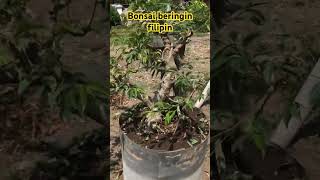 Beringin filipin #bonsai #tanaman #bonsaibonsai #bonsaiberingin