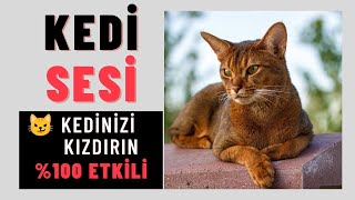 Gerçek Kedi Miyavlaması Sesi | Kedinizi Kızdırın | Cat Meow Sound | See Your Cat's Reaction |%100 ✅|