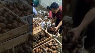 Packing Salak Pondoh jumbo #shorts