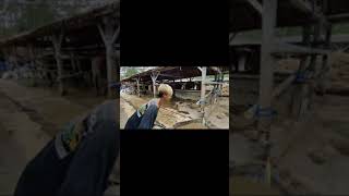 suasana kandang sapi SuperCow bersama sapi PO jumbo