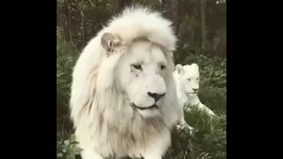 The white Lion first time in the world wonderful#shorts