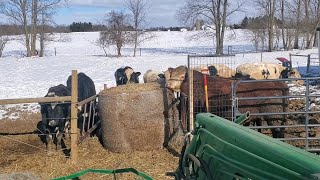 Daily chores and preparing for calves!!!!