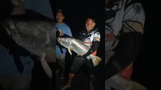 Landed setelah 1 jam Fight !! Tegang 😱 #fishing #ultralightfishing #mancingmania #barramundi