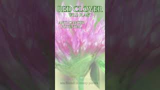 Red Clover - Trifolium pratense