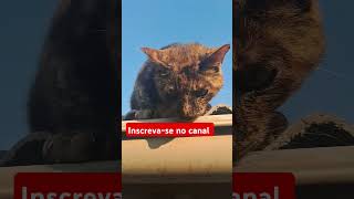 #yourcat #funny #pets #adote #cat #animal #animalspecies #viralvideo #adoteumgato #gatos #catlover