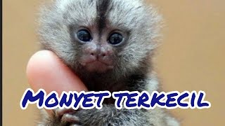 Marmoset Kerdil Monyet terkecil di Dunia | Sarjana Mipa