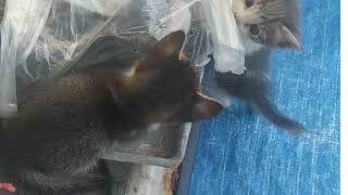 Anak kucing 🐱 lima ekor, lagi bermain diatas berani naik tapi takut2 turunnya