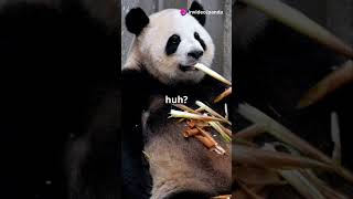 funny facts about pandas