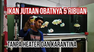 Cara Mencegah Dan Mengobati Ikan Predator yang Sakit || Obat ikan sakit || Acriflafine