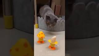 Cat Plays With Toys #shorts