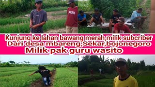 kunjung ke lahan bawang merah milik subcriber di mbareng Sekar,bojonegoro