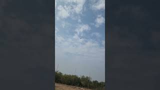 Black kite super landing on glove