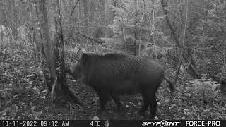 Huge BBQ Hog in Spypoing Camera/Mežacūka pie darbas koka