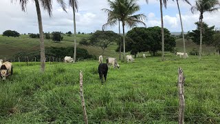 É VANTAGEM TRABALHAR COM PIQUETES VAMOS ACOMPANHAR.