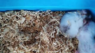 Wht Hamsters Always sleeping?