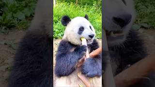 Panda's Favorite Meal! Bamboo Munching Moments #shorts