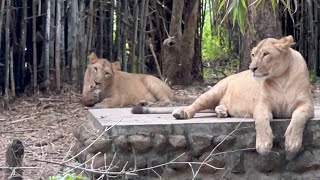 Bannerghatta National Park, Bengaluru #bannerghattanationalpark #wildanimals #wildlife #youtube #yt