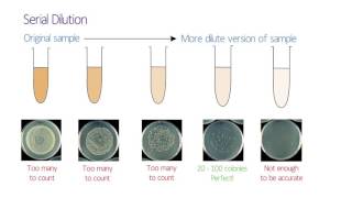 58026 Serial Dilutions (v2)