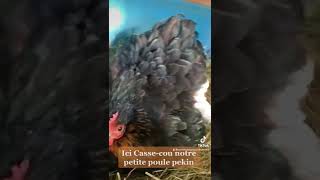 Poule pekin noire à camail qui couve ! Encore !