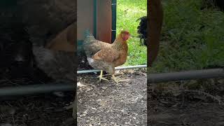 Francesca and Her Fancy Hair #chickens #raisingchickens