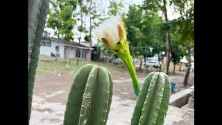 Bergegaslah Kekasih