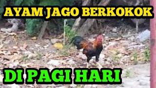 AYAM BERKOKOK II SUARA AYAM II SUARA AYAM JAGO BERKOKOK DI PAGI HARI