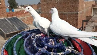 Baby pigeon Chhatri per pakke ho gaye hain #MAsadbirds #shauk #pigeon